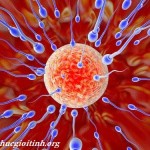 Dị ứng tinh dịch và khả năng thụ thai, di ung tinh dich va kha nang thu thai