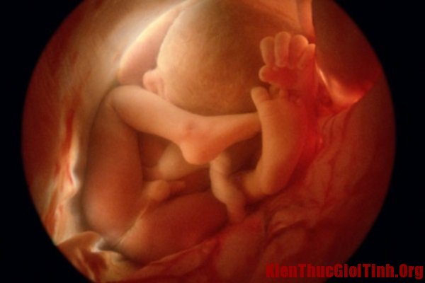Quá trình phát triển của thai nhi qua từng tháng tuổi